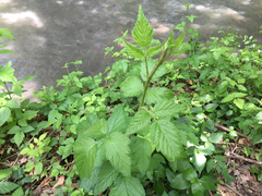 Rubus ursinus macropetalus