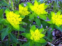 Helioscopia