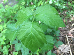 Rubus ursinus macropetalus