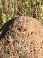 Centruroides exilicauda