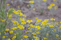 Eriophyllum ambiguum