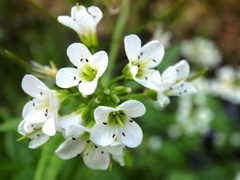 Cardamine amara