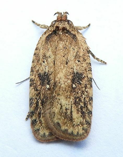 Goldenrod Leaffolder Moth