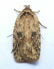 Goldenrod Leaffolder Moth