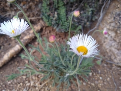 Erigeron tracyi