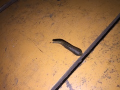 Haemadipsa interrupta