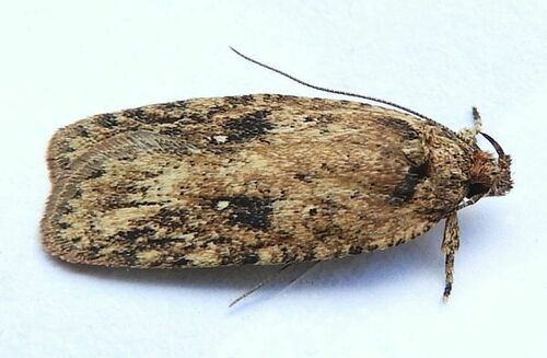 Goldenrod Leaffolder Moth photo 3