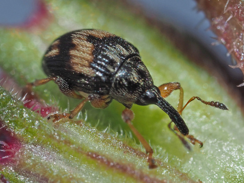 Flower Bud Weevil, photo 2 of 10