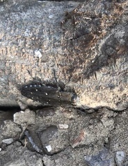 Chrysobothris octocola