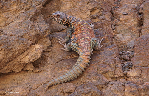 Uromastyx ornata