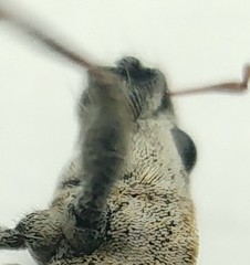 Tanymecus dilaticollis