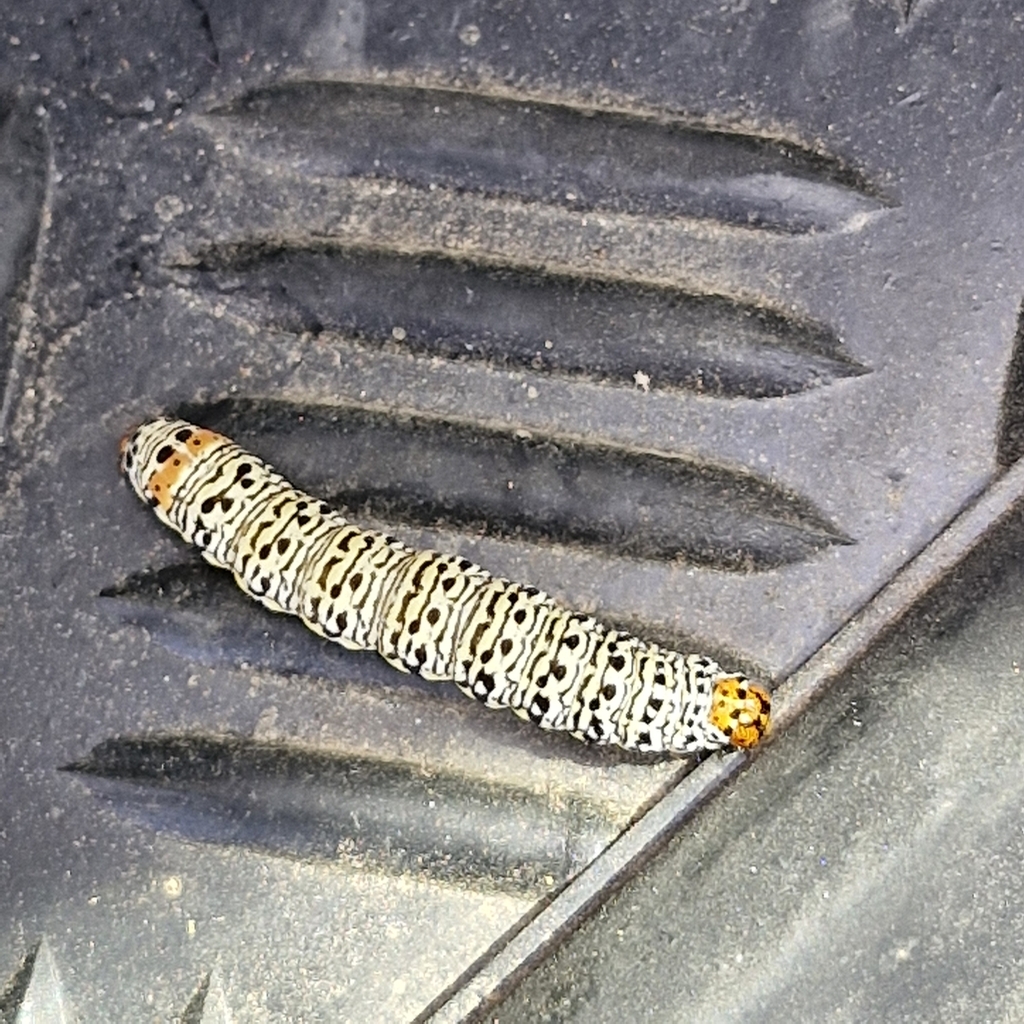 Willowherb Daymoth from Bangholme VIC 3175, Australia on February 25