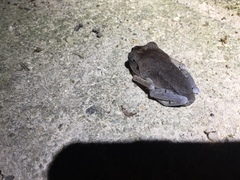 Leptobrachium hendricksoni