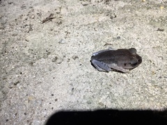 Leptobrachium hendricksoni