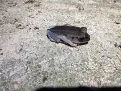 Leptobrachium hendricksoni