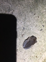 Leptobrachium hendricksoni