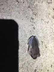 Leptobrachium hendricksoni