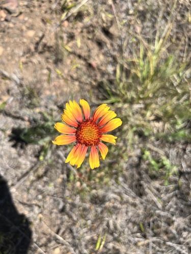 iNaturalist observation 2022-06-27