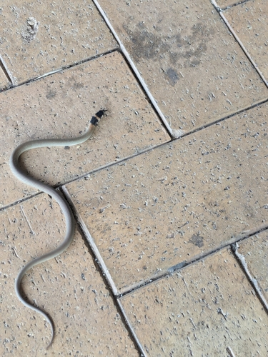 Eastern Brown Snake sighting