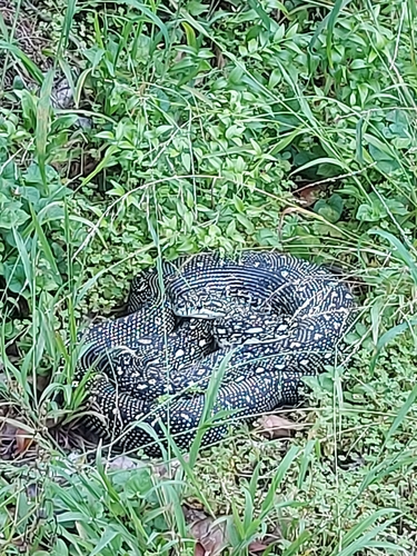 Diamond Python sighting