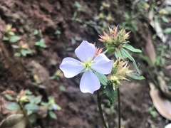 Pterolepis glomerata