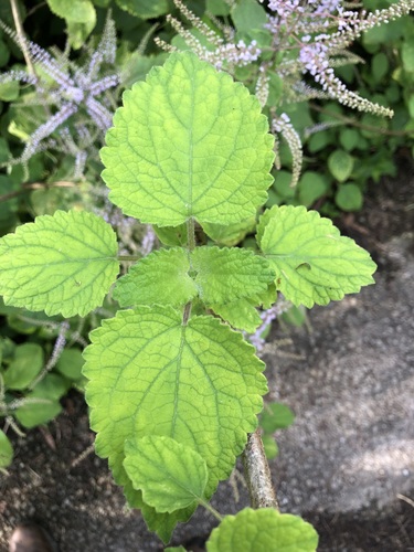 Foto de Menta-de-rio