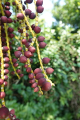 Pinanga tashiroi