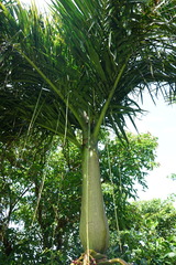 Pinanga tashiroi