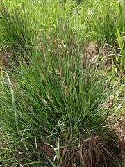 Carex nigra juncea