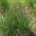 Carex nigra juncea - Photo (c) Sergey Mayorov, some rights reserved (CC BY-NC), uploaded by Sergey Mayorov