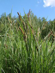 Carex nigra juncea