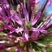 Allium altissimum - Photo 由 Sergey Mayorov 所上傳的 (c) Sergey Mayorov，保留部份權利CC BY-NC