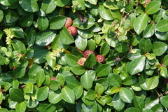 Ficus vaccinioides