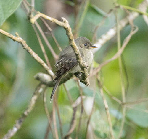 Jamaican Pewee (Contopus pallidus), photo 9