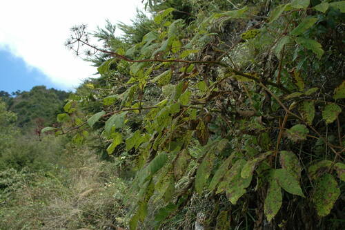 Aralia cordata iNat (1)