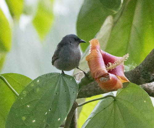 Orangequit (Euneornis campestris), photo 5