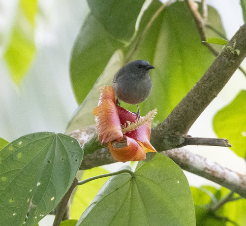 Orangequit (Euneornis campestris), photo 6