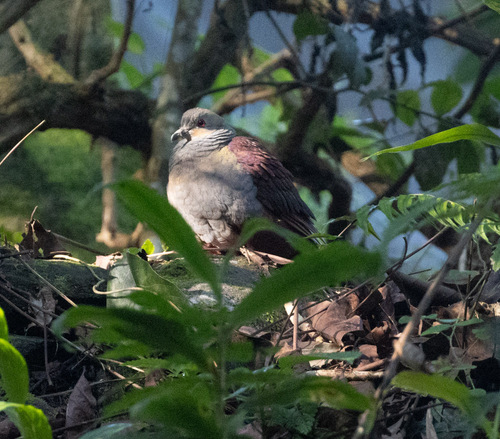 Crested Quail-Dove (Geotrygon versicolor), photo 8