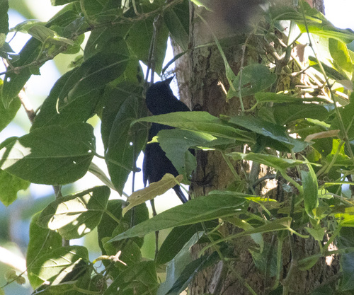 Jamaican Blackbird (Nesopsar nigerrimus), photo 9