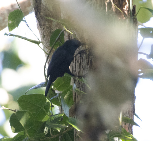 Jamaican Blackbird (Nesopsar nigerrimus), photo 3