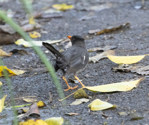 White-chinned Thrush (Turdus aurantius), photo 9