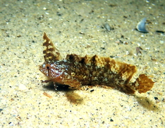 Silver-Sided Weedfish photo 2