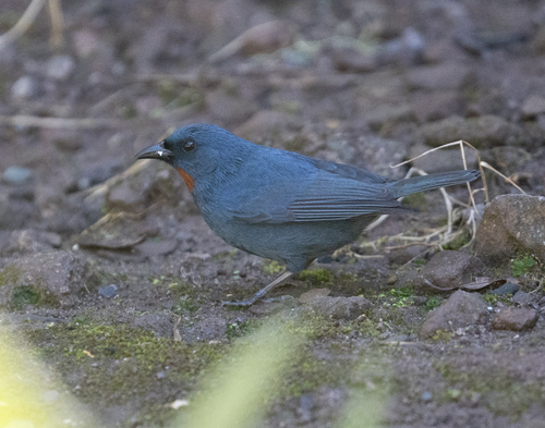 Orangequit (Euneornis campestris), photo 10
