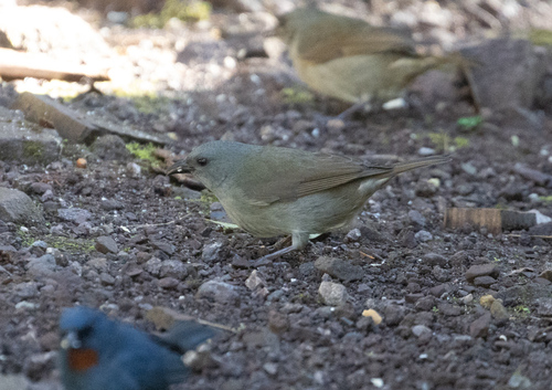 Orangequit (Euneornis campestris), photo 8