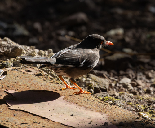 White-chinned Thrush (Turdus aurantius), photo 7