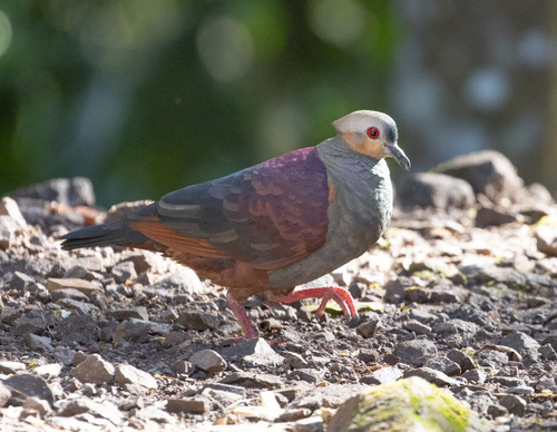 Crested Quail-Dove (Geotrygon versicolor), photo 6