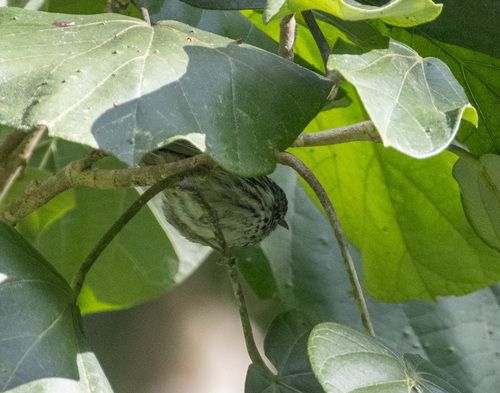 Arrowhead Warbler (Setophaga pharetra), photo 6