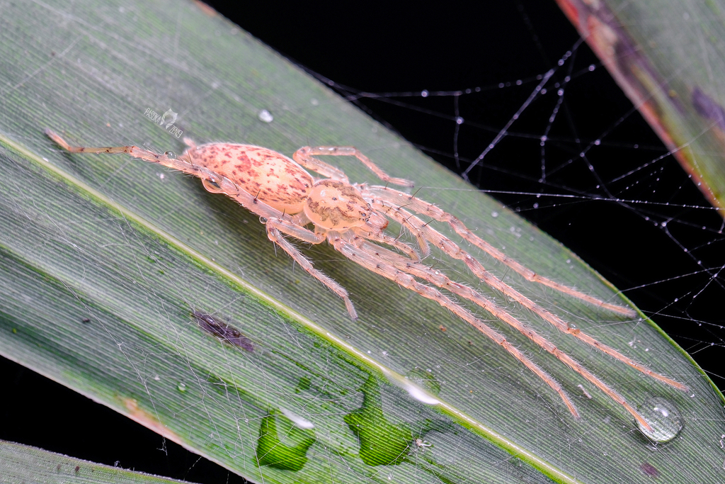 Sinophaena