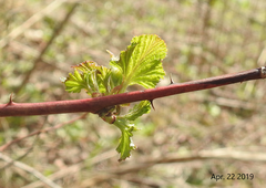 Rubus crataegifolius