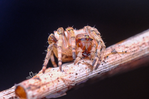 Abandoned-web Orb-weaver